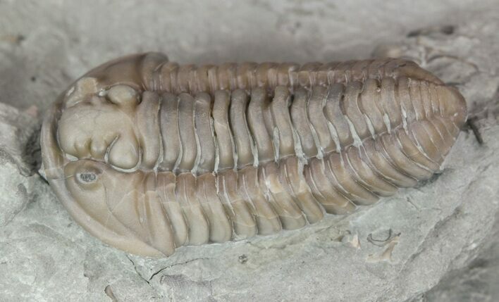 Prone Flexicalymene Trilobite In Shale - Ohio #52201